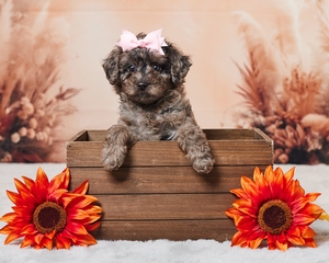 Bri Cavapoo Puppy 